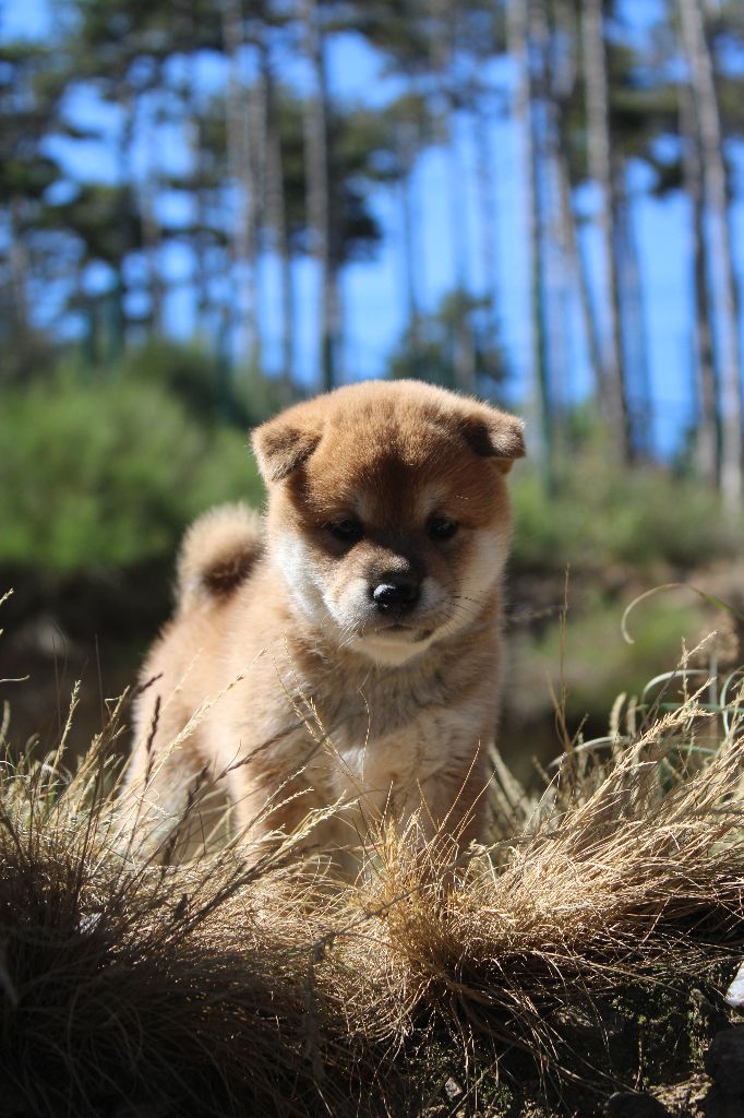 Du Domaine Louchine - Chiot disponible  - Shiba