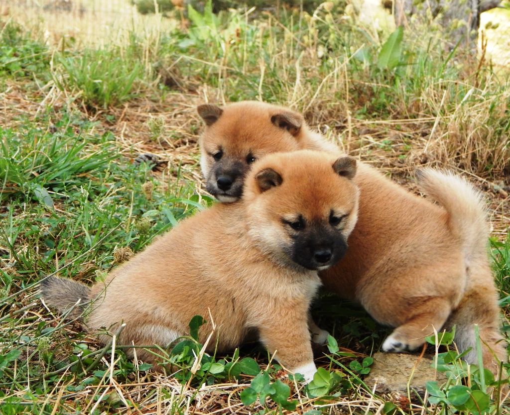 chiot Shiba Du Domaine Louchine