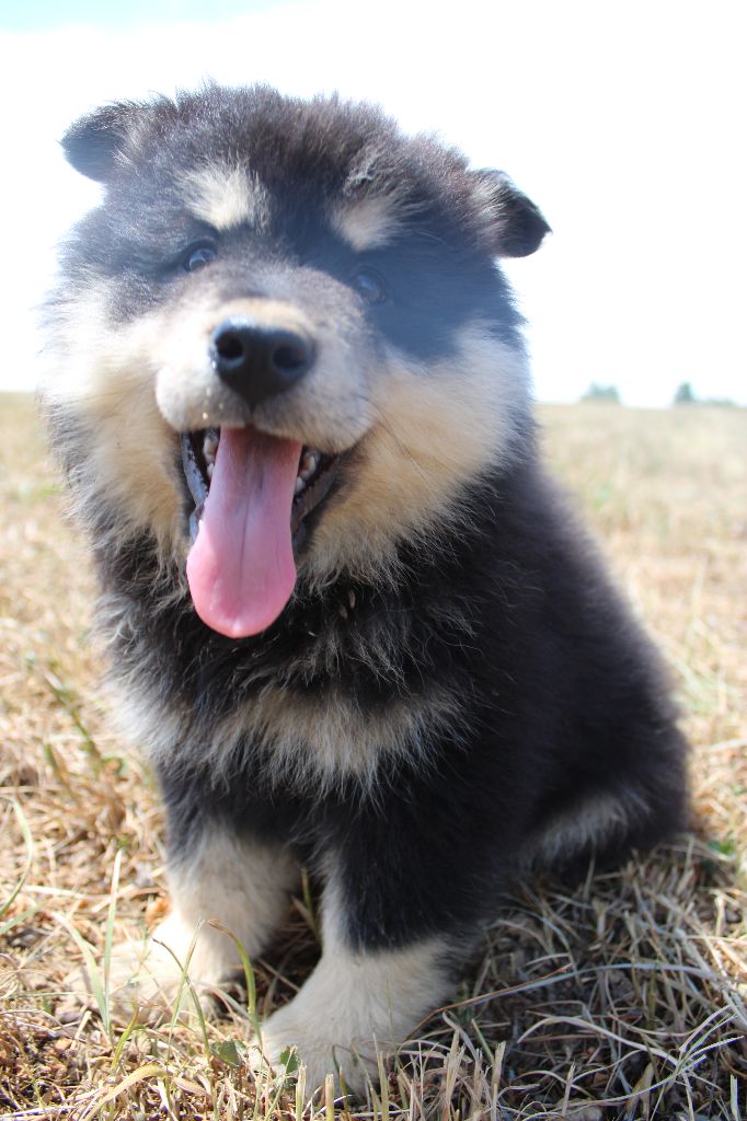 chiot Chien finnois de Laponie Du Domaine Louchine