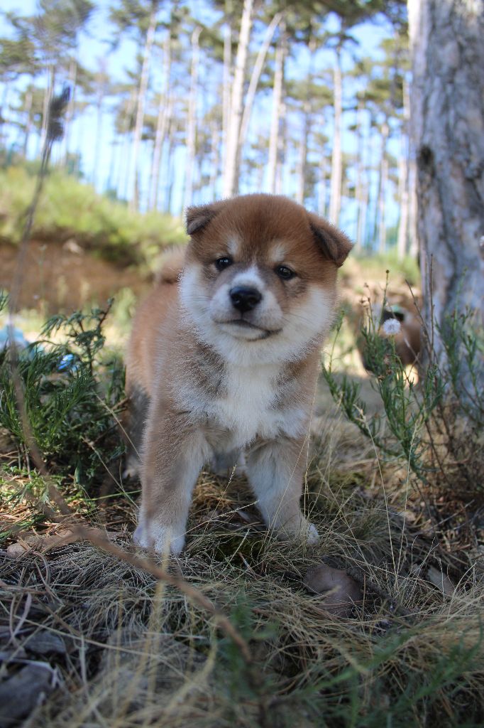 Du Domaine Louchine - Chiot disponible  - Shiba