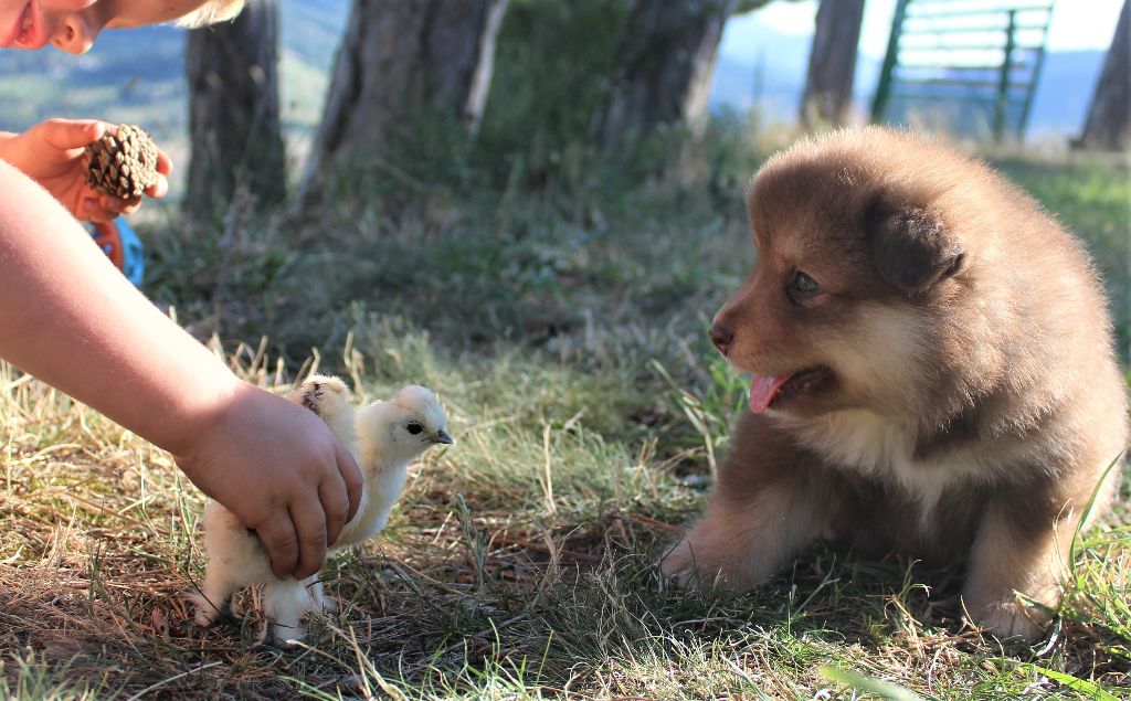 chiot Chien finnois de Laponie Du Domaine Louchine