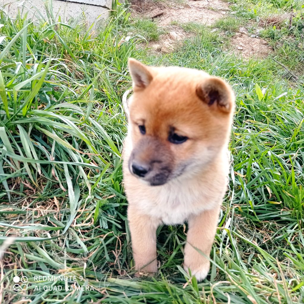 Du Domaine Louchine - Chiot disponible  - Shiba