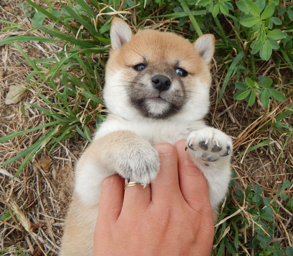 Du Domaine Louchine - Chiot disponible  - Shiba