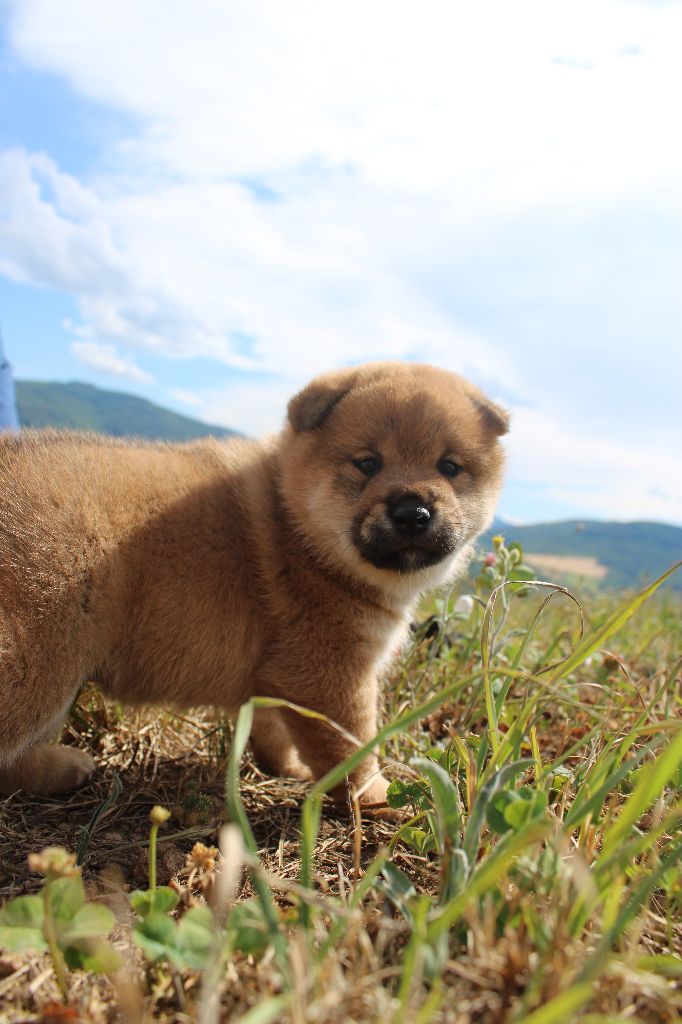 Du Domaine Louchine - Chiot disponible  - Shiba