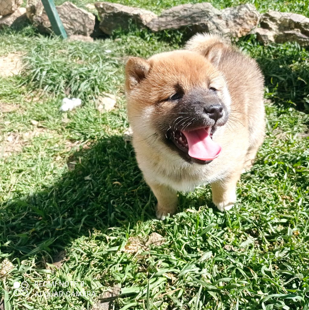 Du Domaine Louchine - Chiot disponible  - Shiba