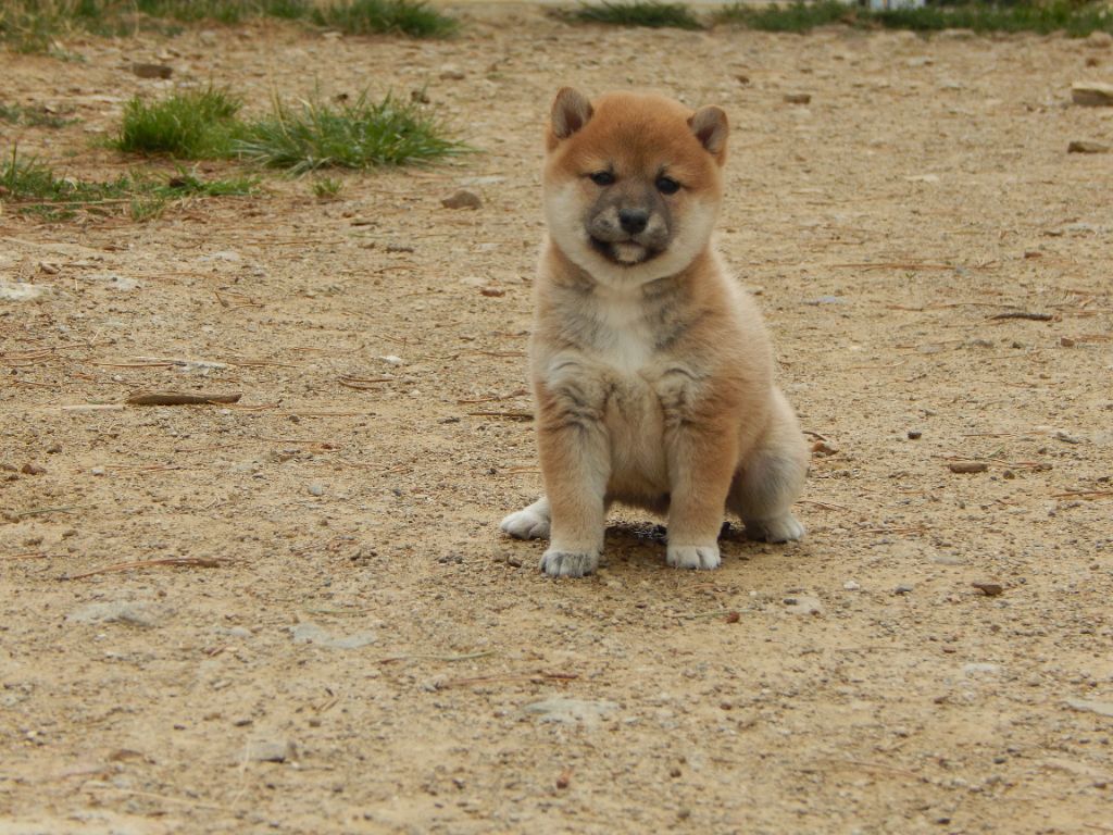 Du Domaine Louchine - Chiot disponible  - Shiba