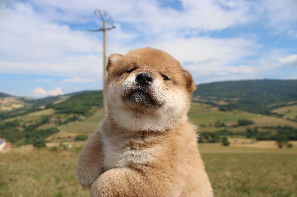 chiot Shiba Du Domaine Louchine