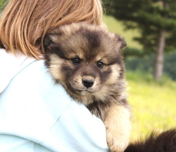 chiot Chien finnois de Laponie Du Domaine Louchine