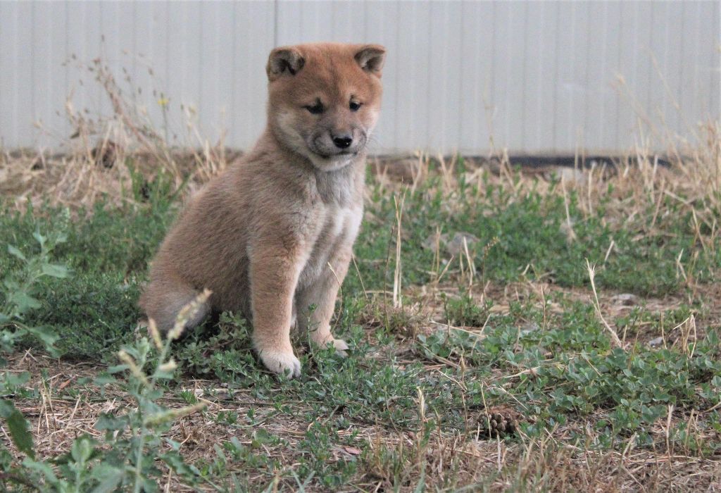 Du Domaine Louchine - Chiots disponibles - Shiba