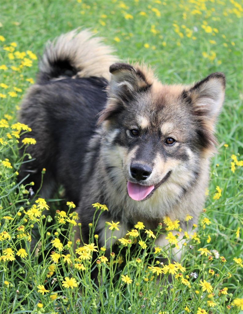 Chiot Chien finnois de Laponie Du Domaine Louchine