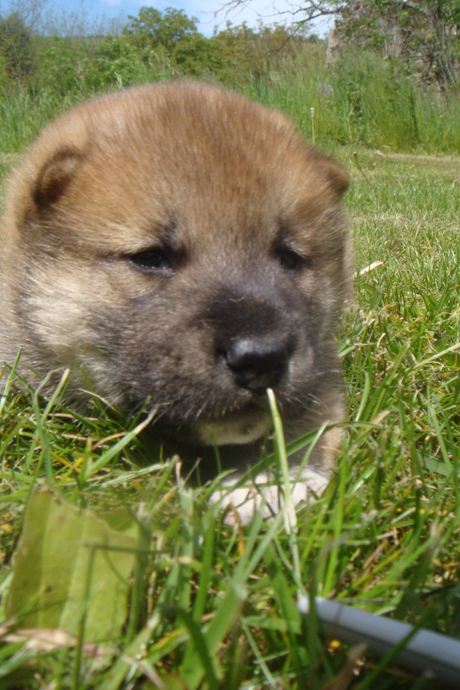 Du Domaine Louchine - Chiots disponibles - Shiba