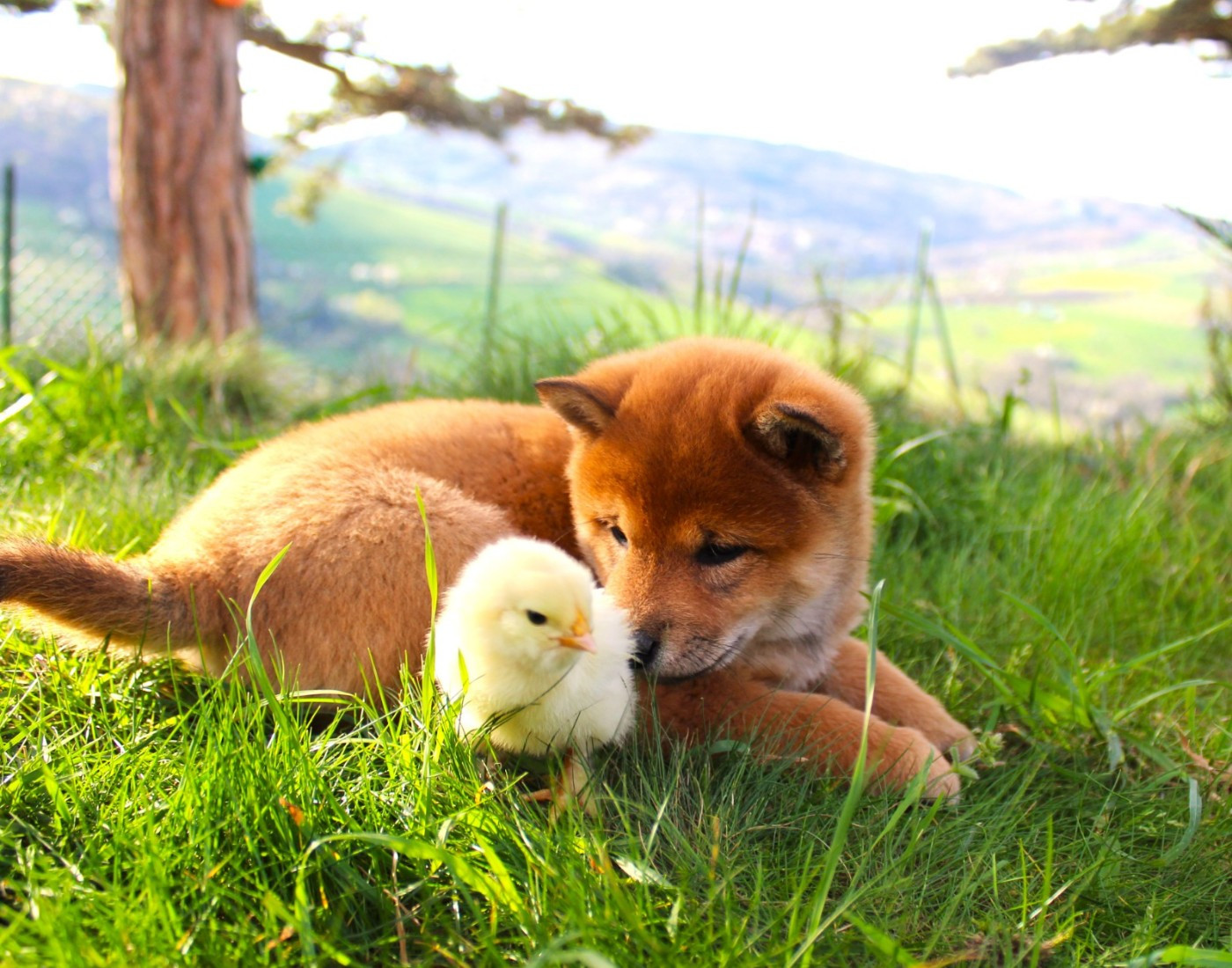 Du Domaine Louchine - Chiots disponibles - Shiba