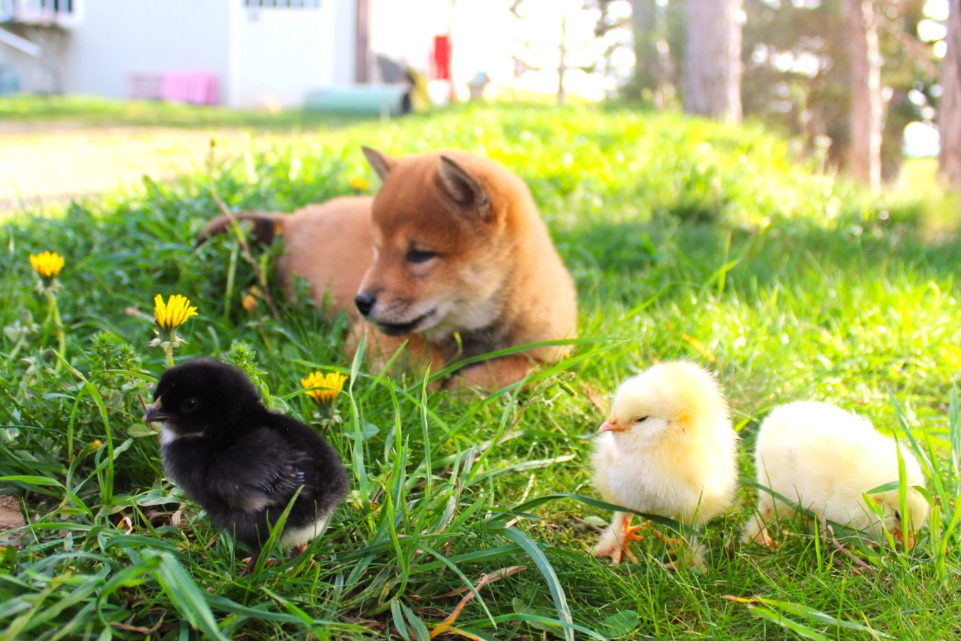 Du Domaine Louchine - Chiots disponibles - Shiba