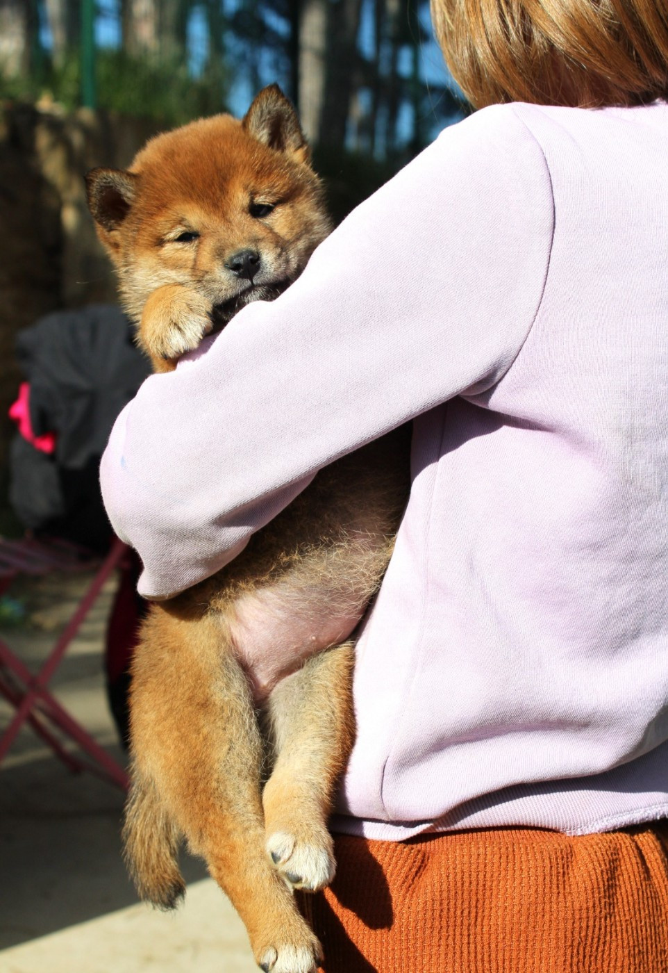 Du Domaine Louchine - Chiots disponibles - Shiba