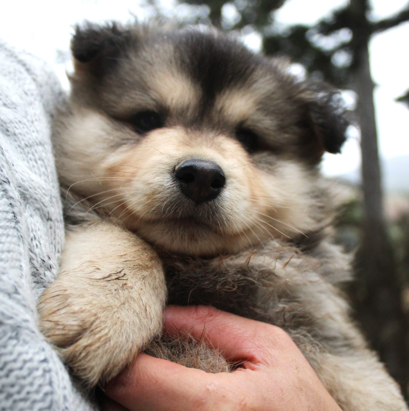 Chiot Chien finnois de Laponie Du Domaine Louchine