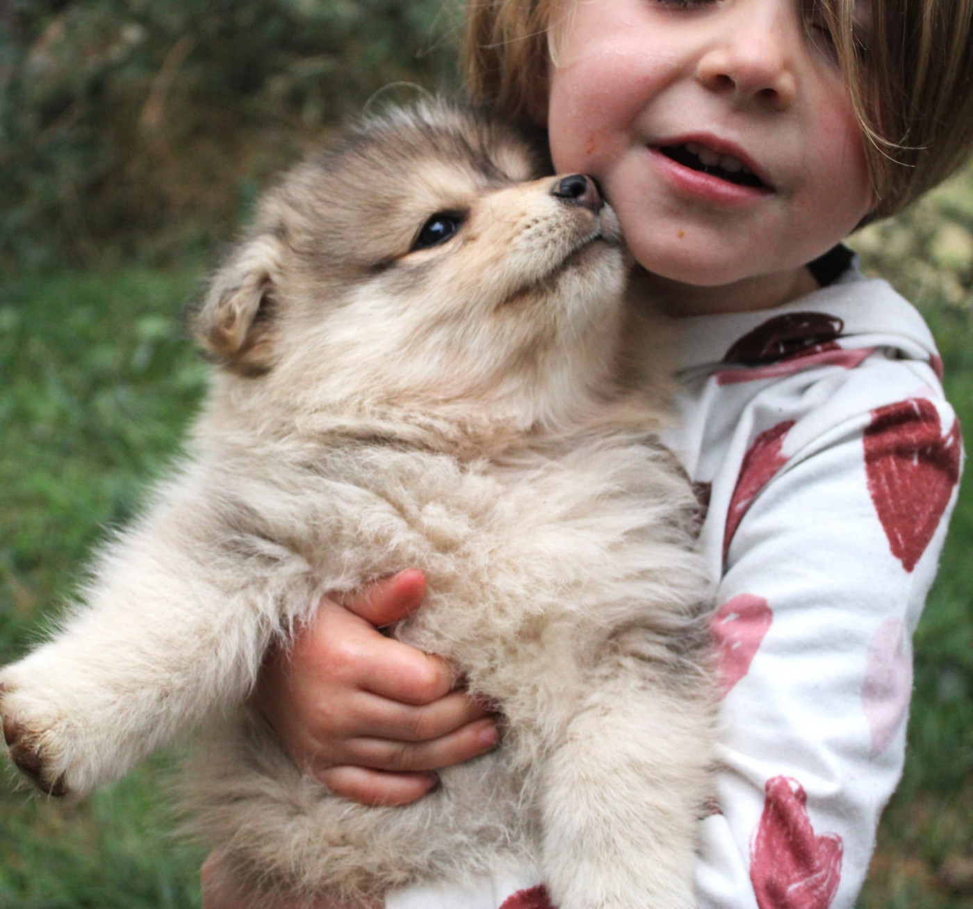 Du Domaine Louchine - Chiots disponibles - Chien finnois de Laponie