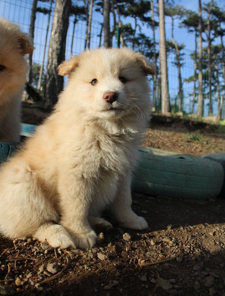 Chiot Chien finnois de Laponie Du Domaine Louchine