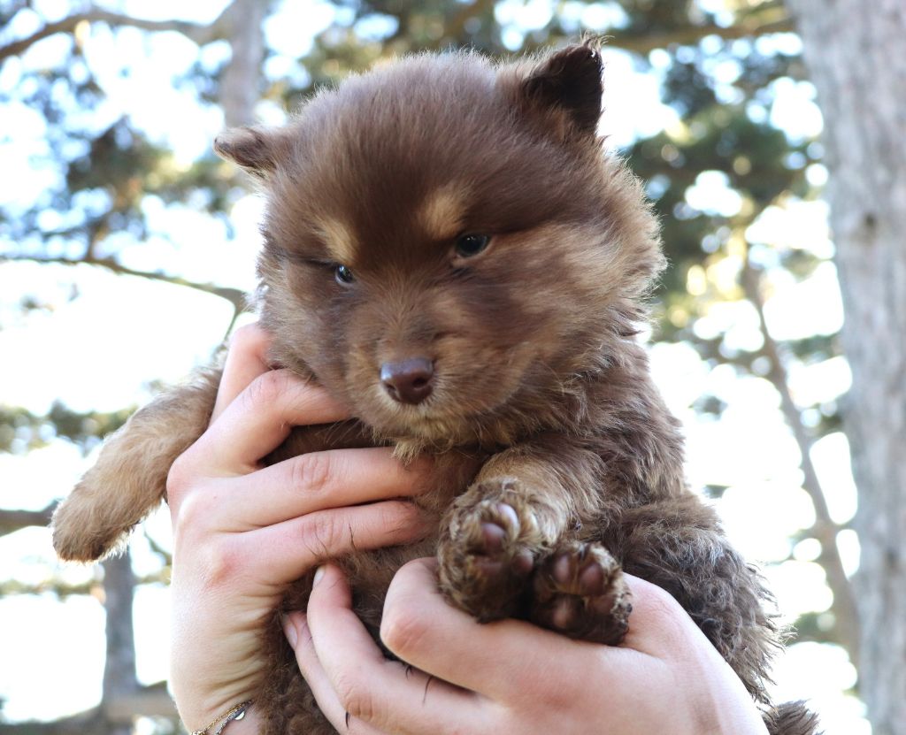 Chiot Chien finnois de Laponie Du Domaine Louchine