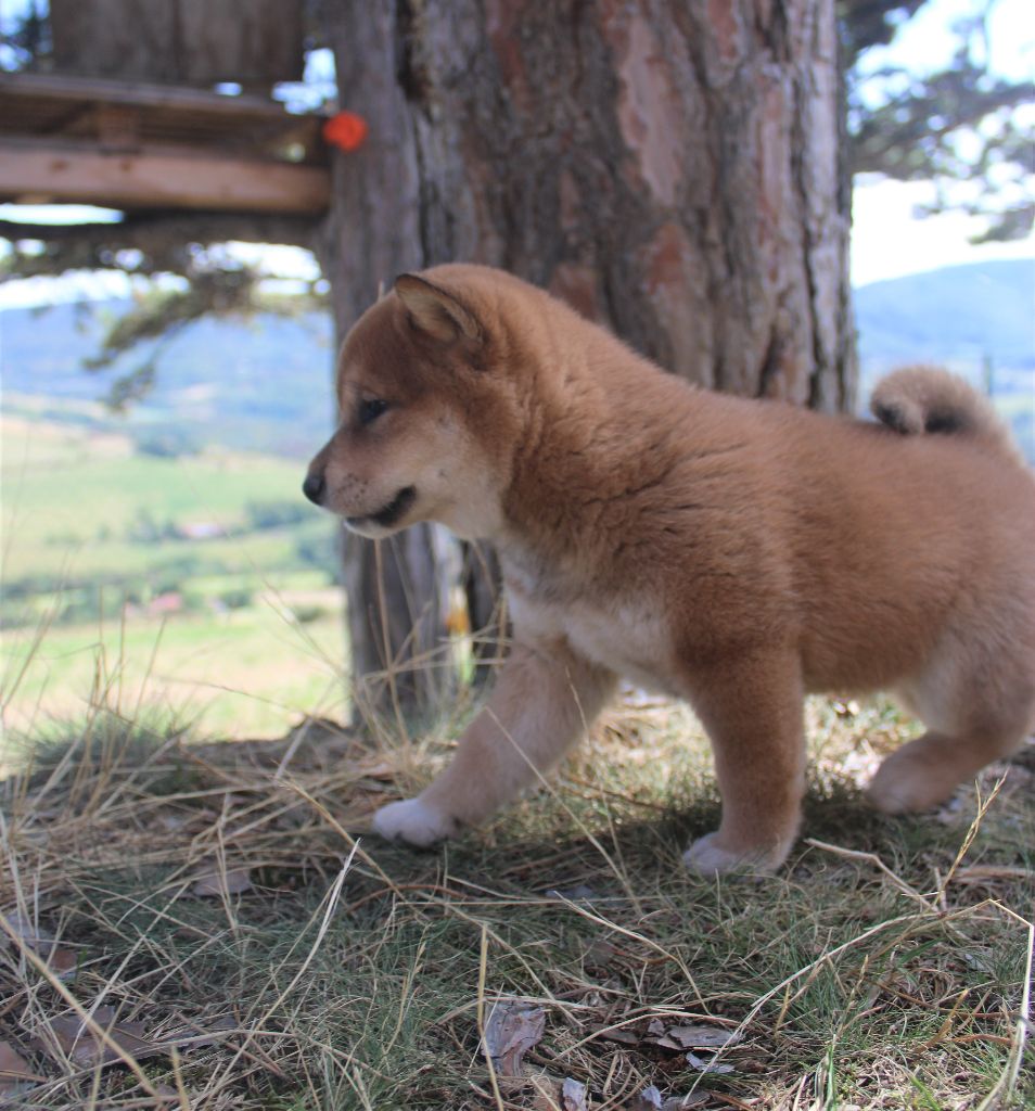 Du Domaine Louchine - Chiots disponibles - Shiba