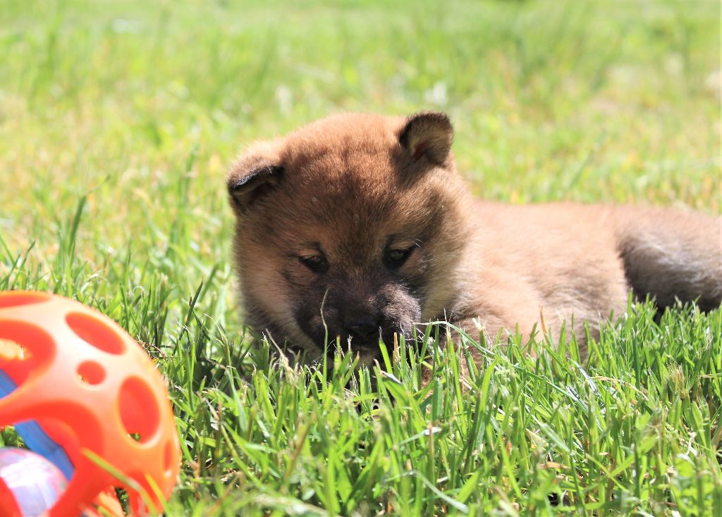 Du Domaine Louchine - Chiots disponibles - Shiba