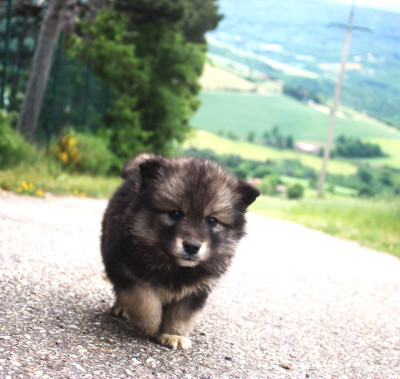 Chiot N°1