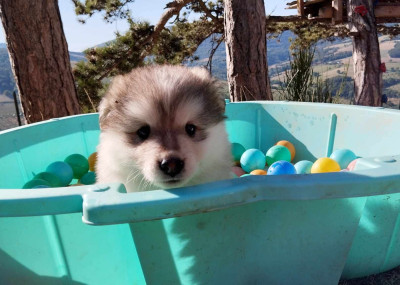 Chiot N°3