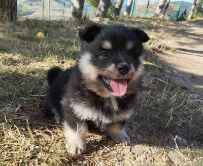 Chiot N°4