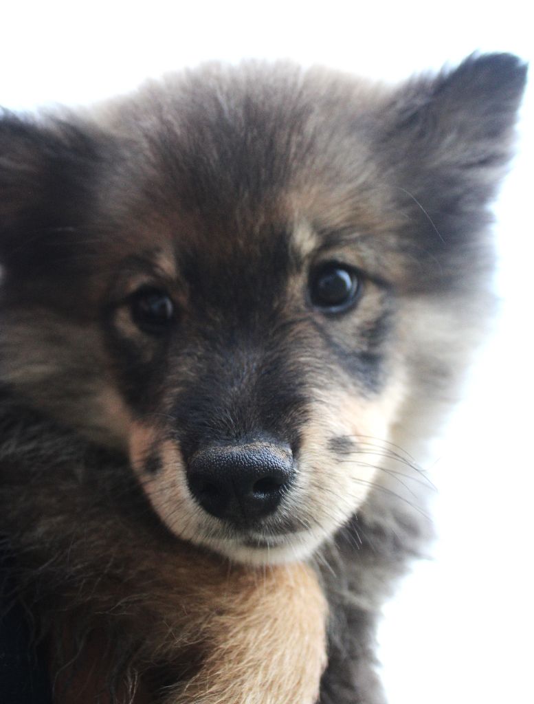 Chiot Chien finnois de Laponie Du Domaine Louchine