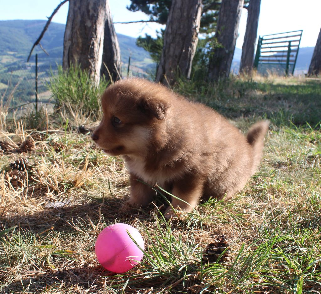 Du Domaine Louchine - Chiots disponibles - Chien finnois de Laponie