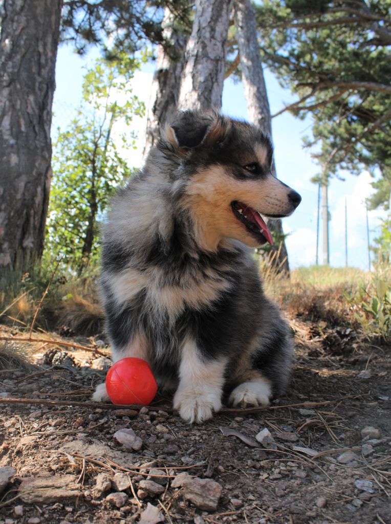 Du Domaine Louchine - Chiots disponibles - Chien finnois de Laponie