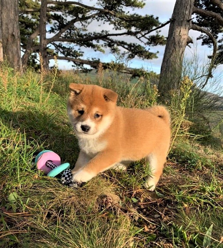 Du Domaine Louchine - Chiots disponibles - Shiba