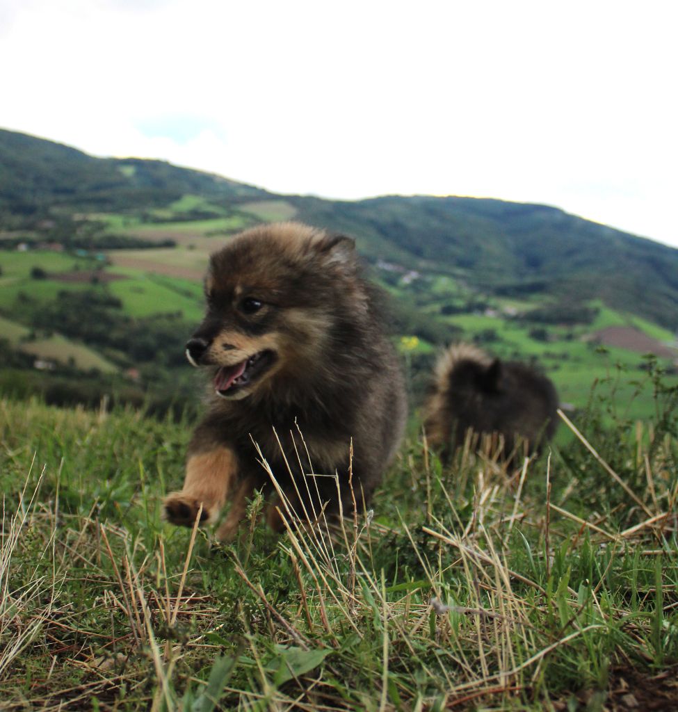 Du Domaine Louchine - Chiots disponibles - Chien finnois de Laponie