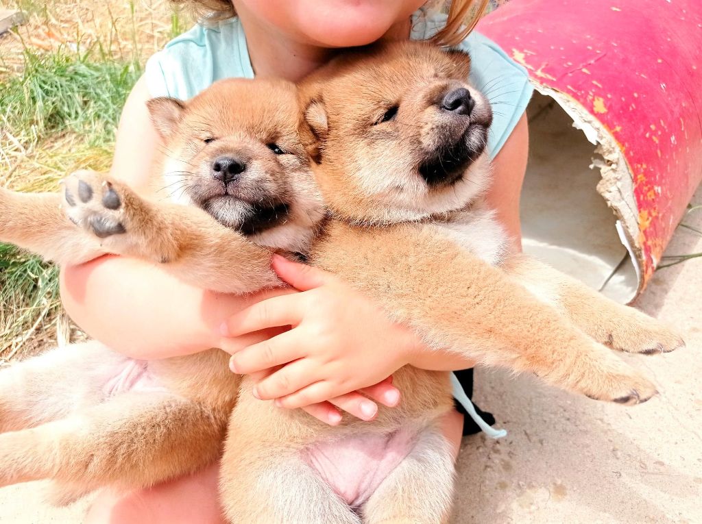 Du Domaine Louchine - Chiots disponibles - Shiba